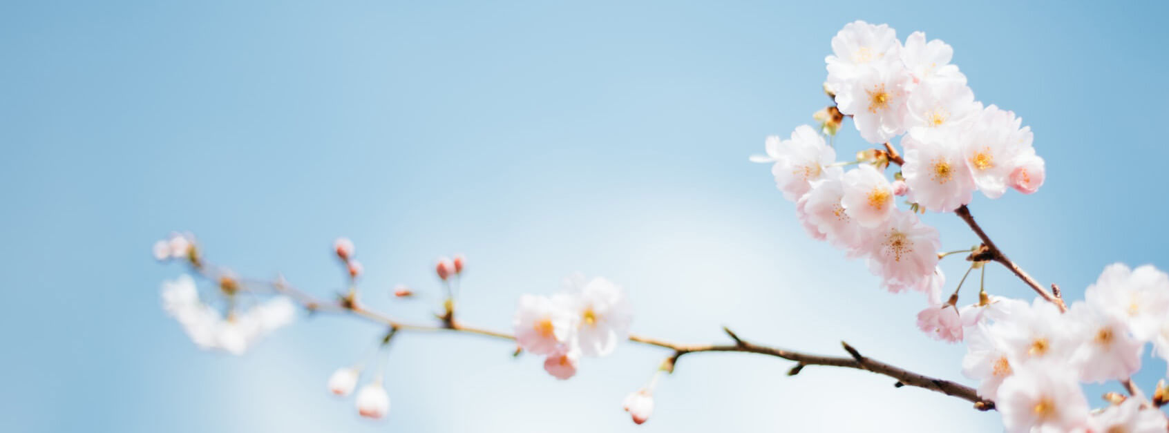 秉桦